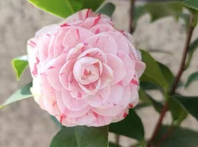 小暑节气是不是一年中最热的时候？小暑是二十四节气的第几个节气?