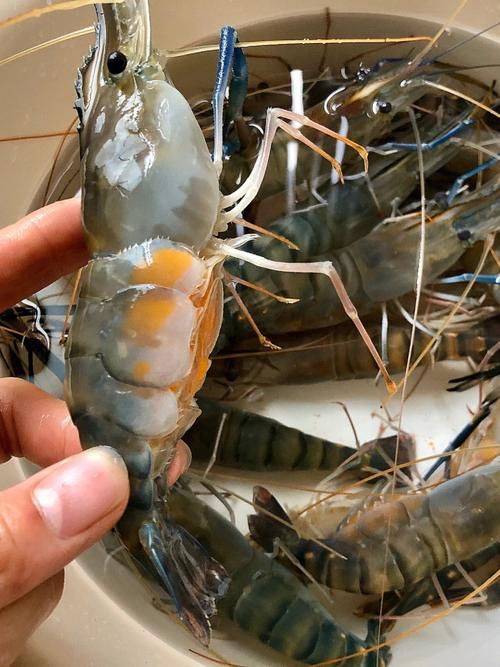 武汉茂农创兴生物科技研究院：罗氏虾疾病预防与应对措施