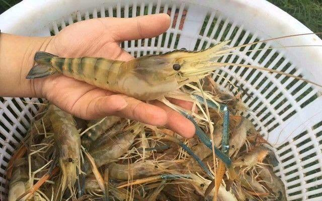 武汉茂农创兴生物科技研究院罗氏虾的饲料配方与养殖效益