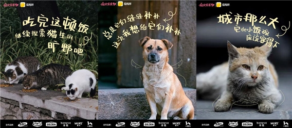 宠胖胖“超级宠爱·加餐计划” | 公益路上步履不停